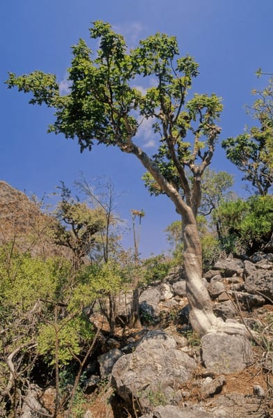 5 Commiphora myrrha Seeds,  True Myrrh Tree, Myrrh Plant Seeds