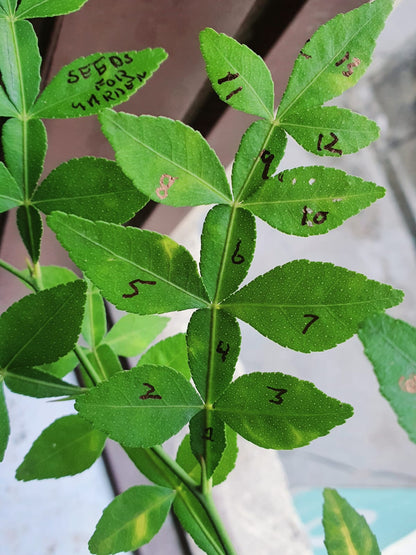 3  Maha Vilvam Plants 9 to 13 Leaves, Phytosanitary certificates & Shipping Worldwide - Botanika