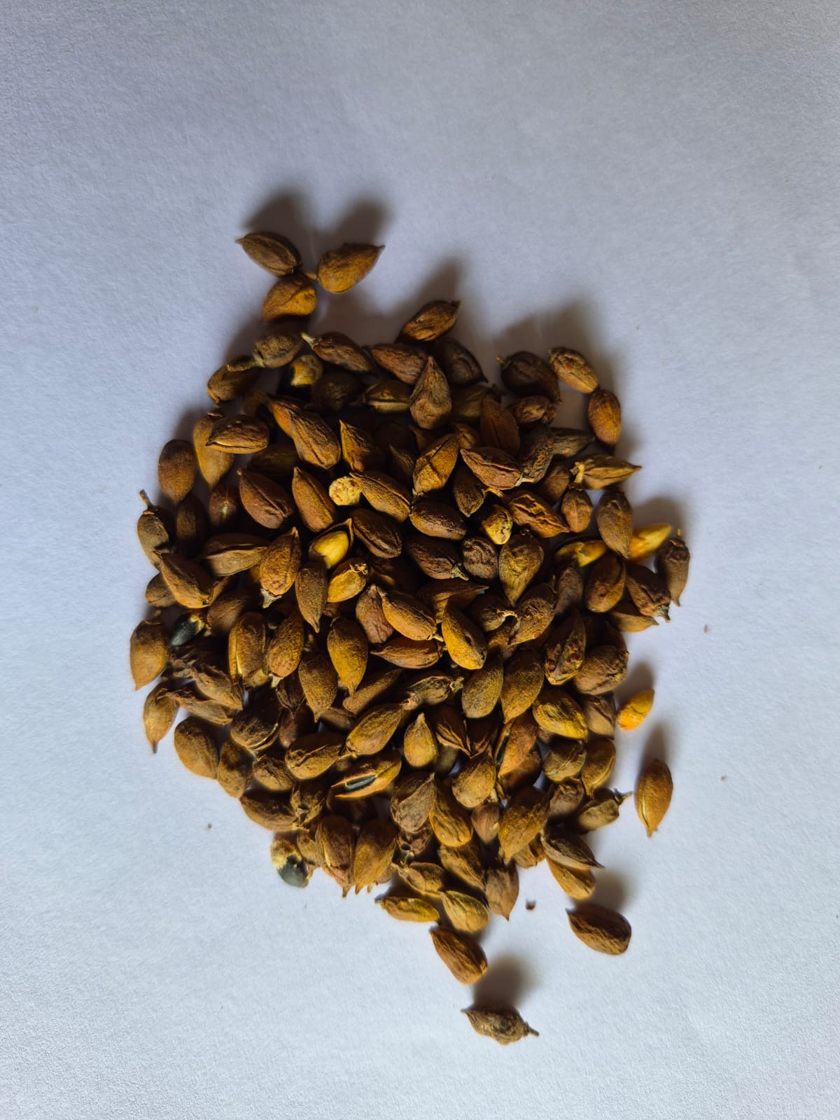5 Commiphora myrrha Seeds,  True Myrrh Tree, Myrrh Plant Seeds