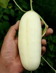 20 Cucumis sativus White Seeds, White Cucumber Seeds