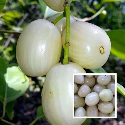10 Syzygium Cumini  Alba White Jamun Plants, White Java Plum Plants,