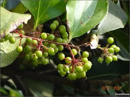 10 Smilax ovalifolia Plants, Kumarika Plant, With Phytosanitary certificate