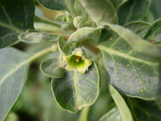 10 Withania riebeckii Seeds - Seedsforgarden (1999-2024 ) .We Ship Seeds & Live Plants Worldwide 