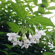 10 Wrightia religiosa Plants ,Water Jasmine , Buddhist Jasmine Plants With  Phytosanitary certificate