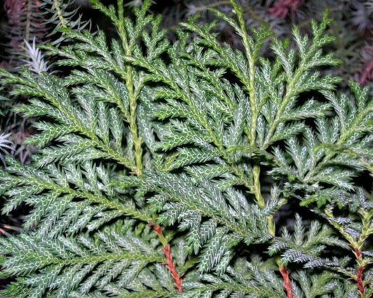 Xanthocyparis vietnamensis Seeds, Vietnamese Yellow Cypress