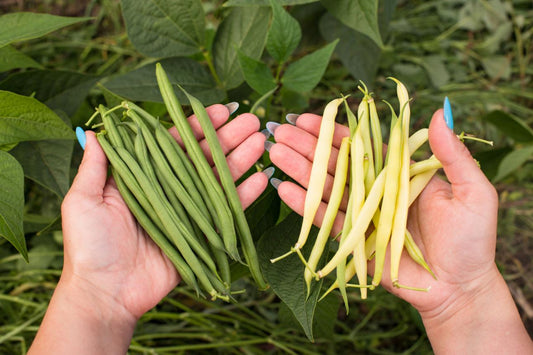 Yard long Bean Seeds ,Vigna unguiculata Seeds, Asparagus Bean / Long Bean