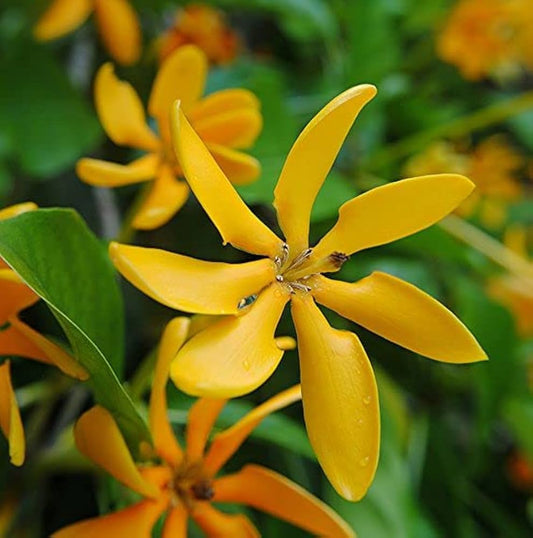 10 Yellow gardenia Plants ,  Gardenia jasminoides Aurea, Parijatham yellow , With Phytosanitary certificate