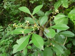 Zanthoxylum asiaticum Seeds ,Asian Prickly Ash Seeds
