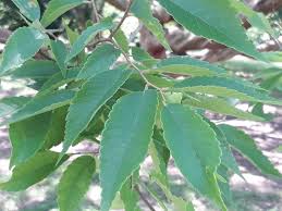 Zelkova Schneideriana Seeds, Chinese Zelkova, Schneider’s Zelkova