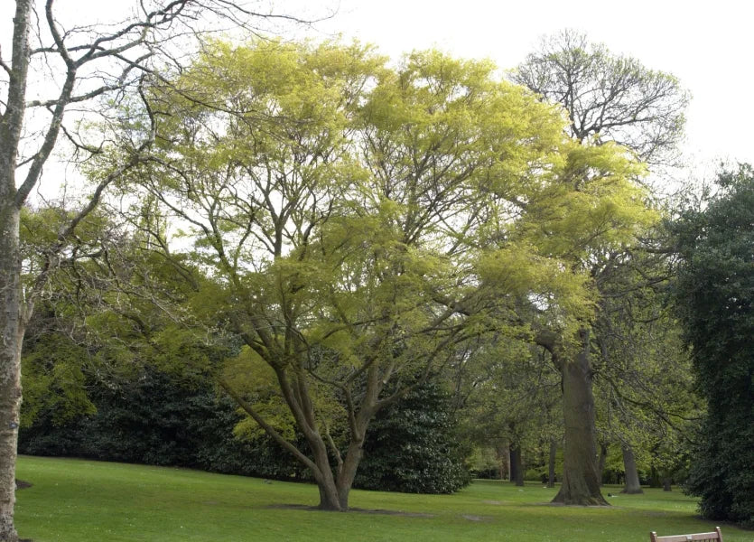 Zelkova sinica Seeds , Chinese Zelkova Seeds