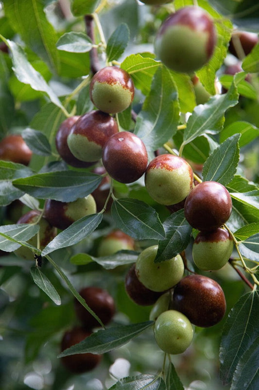 Ziziphus spinosa Seeds ,Sour Jujube Seeds, Spiny Jujube, Suan Zao Ren