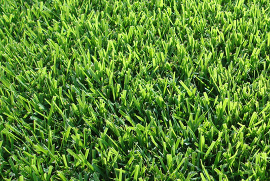 Zoysia japonica Seeds Japanese Lawn Grass Seeds