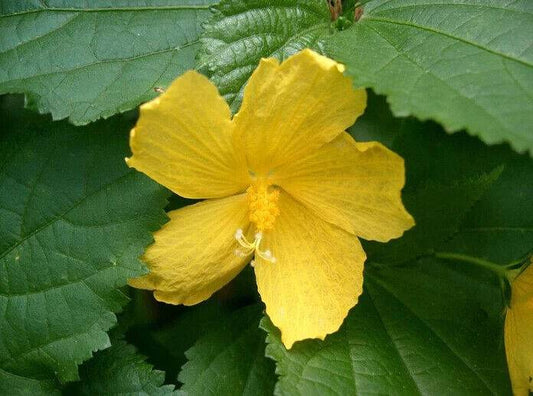 10 Pavonia spinifex Seeds, Ginger bush Seeds - Seedsforgarden (1999-2024 ) .We Ship Seeds & Live Plants Worldwide 