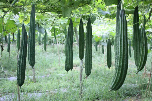 25 Ridge Gourd Non-Hybrid Seeds, Luffa acutangula Vegetable Plant, Exotic Luffa Seeds - Seedsforgarden (1999-2024 ) .We Ship Seeds & Live Plants Worldwide 