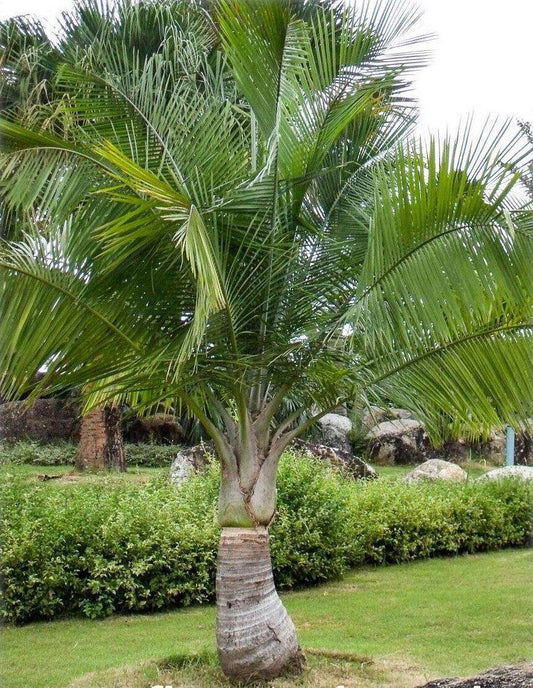 25 Ravenea rivularis Seeds ,Majestic palm Seeds. Exotic Palm Seeds - Seedsforgarden (1999-2024 ) .We Ship Seeds & Live Plants Worldwide 