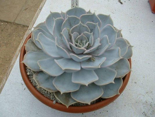 25  Echeveria lilacina Seeds,Ghost echeveria Seeds,Mexican hens and chicks Seeds, - Seedsforgarden (1999-2024 ) .We Ship Seeds & Live Plants Worldwide 
