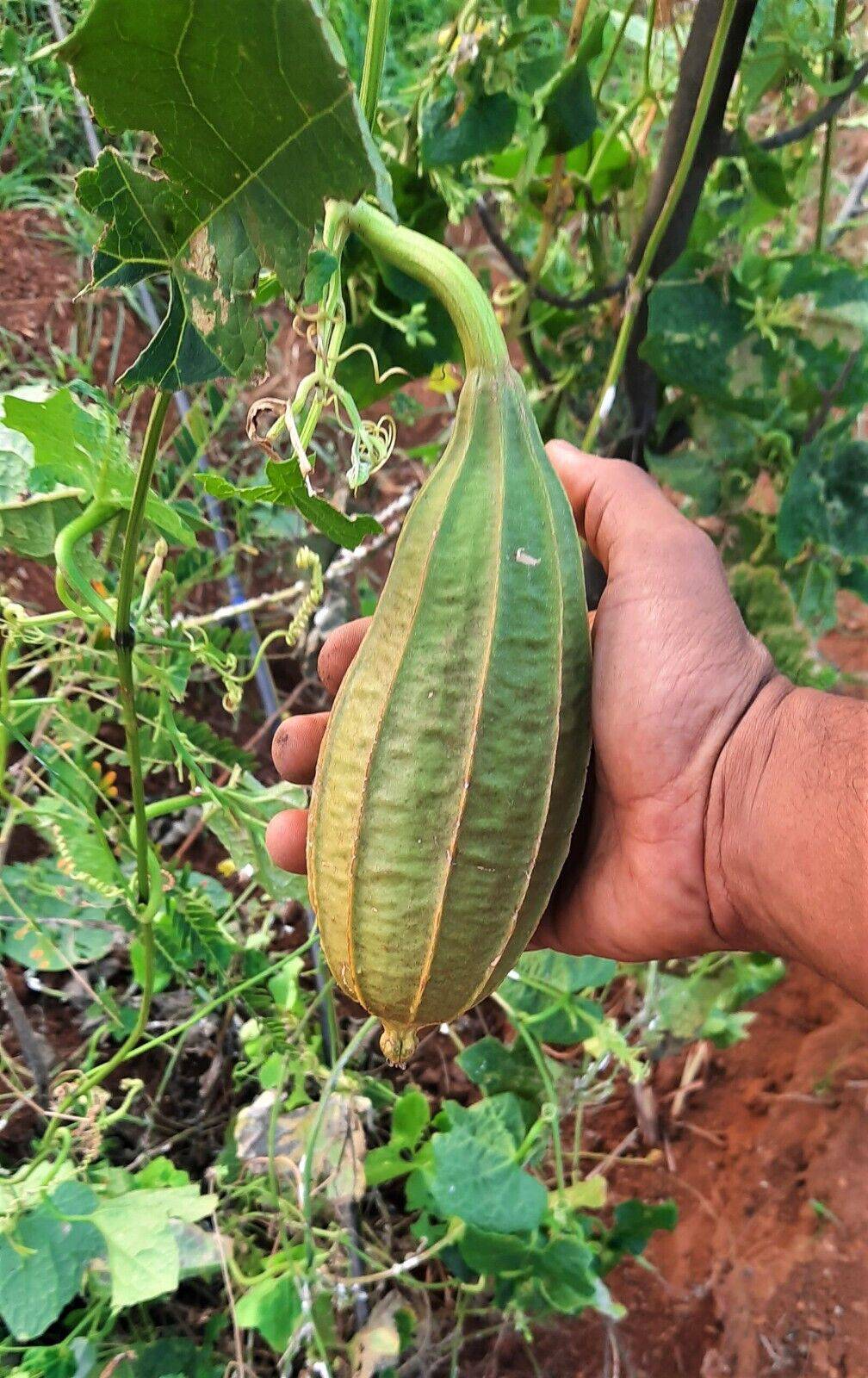 10 Short Ridge Gourd Non-Hybrid Seeds, Luffa acutangula Seeds,  Short Luffa Seed - Seedsforgarden (1999-2024 ) .We Ship Seeds & Live Plants Worldwide 