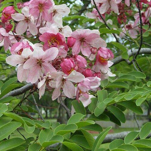 20 Cassia Grandis Seeds , Coral Shower Seeds, Pink Shower Tree Seeds - Seedsforgarden (1999-2024 ) .We Ship Seeds & Live Plants Worldwide 