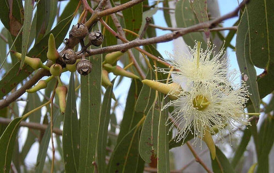 100 Eucalyptus citriodora Seed  ,lemon gum eucalyptus Seeds ,Corymbia citriodora Seeds - Seedsforgarden (1999-2024 ) .We Ship Seeds & Live Plants Worldwide 