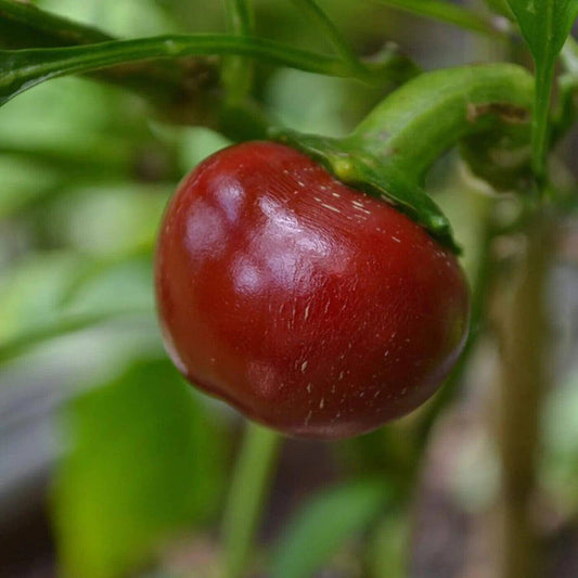 50 Cherry Pepper Seeds, Dalle Khursani Seeds, Hot pepper Seeds, Exotic Pepper  Seeds - Seedsforgarden (1999-2024 ) .We Ship Seeds & Live Plants Worldwide 