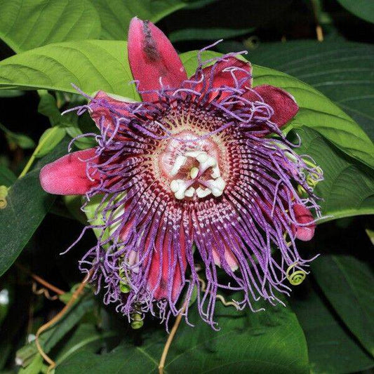 25 Passiflora quadrangularis Seeds,  Giant Granadilla Seeds. - Seedsforgarden (1999-2024 ) .We Ship Seeds & Live Plants Worldwide 