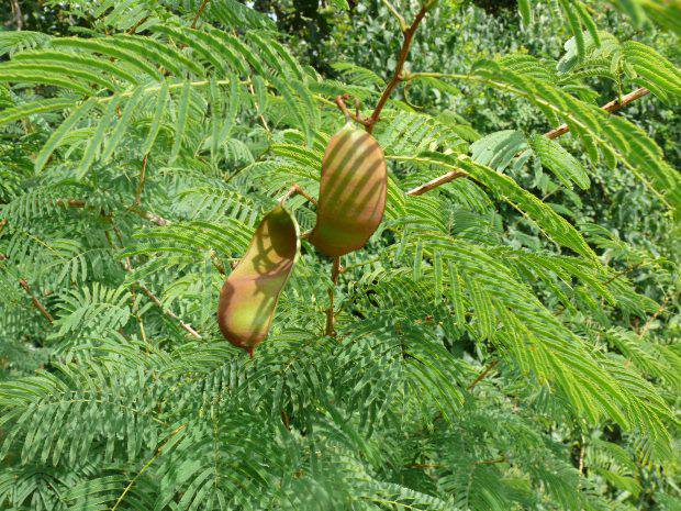 100 Acacia brevispica Seeds, Wait-a-bit thorn, Wait-a-minute tree - Seedsforgarden (1999-2024 ) .We Ship Seeds & Live Plants Worldwide 