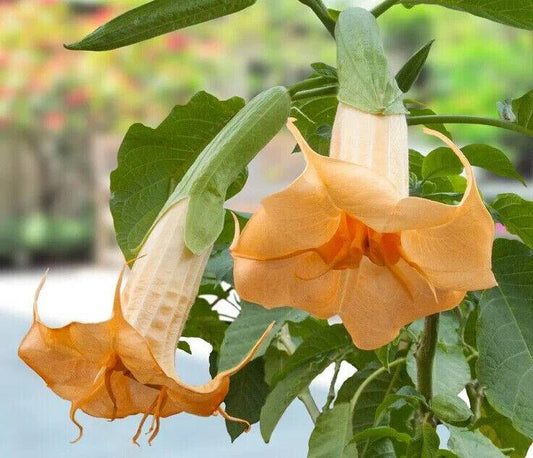 25 Brugmansia Orange Sunshine Seeds, Orange Angel Trumpet vine Seeds - Seedsforgarden (1999-2024 ) .We Ship Seeds & Live Plants Worldwide 
