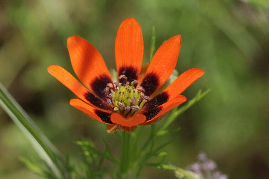 20 Adonis aestivalis Seeds, Pheasants Eye Flower Seeds, - Seedsforgarden (1999-2024 ) .We Ship Seeds & Live Plants Worldwide 