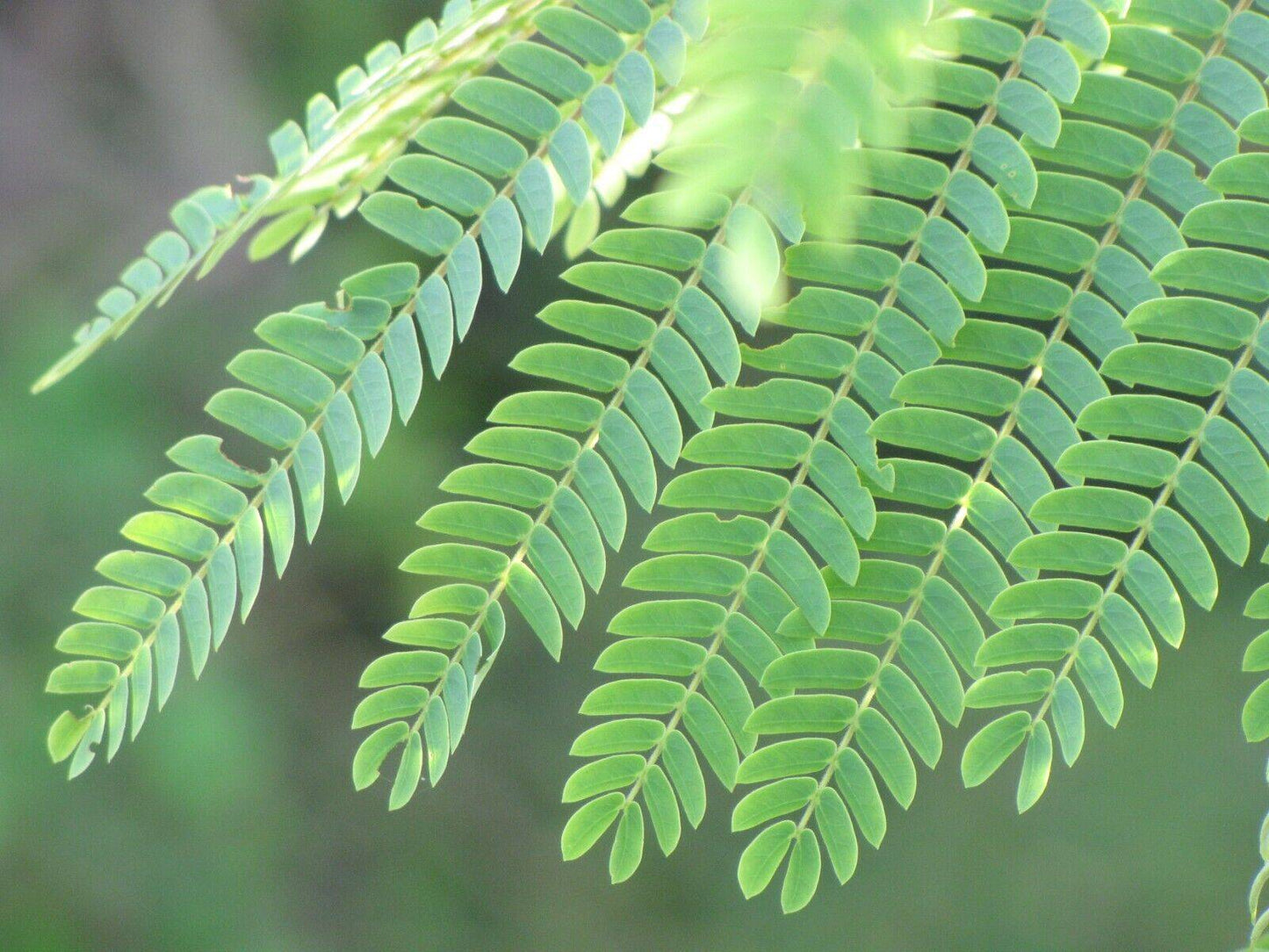 25 Albizia falcataria Seeds, Albizia moluccana , Rare Seeds, Timber Tree Seeds - Seedsforgarden (1999-2024 ) .We Ship Seeds & Live Plants Worldwide 