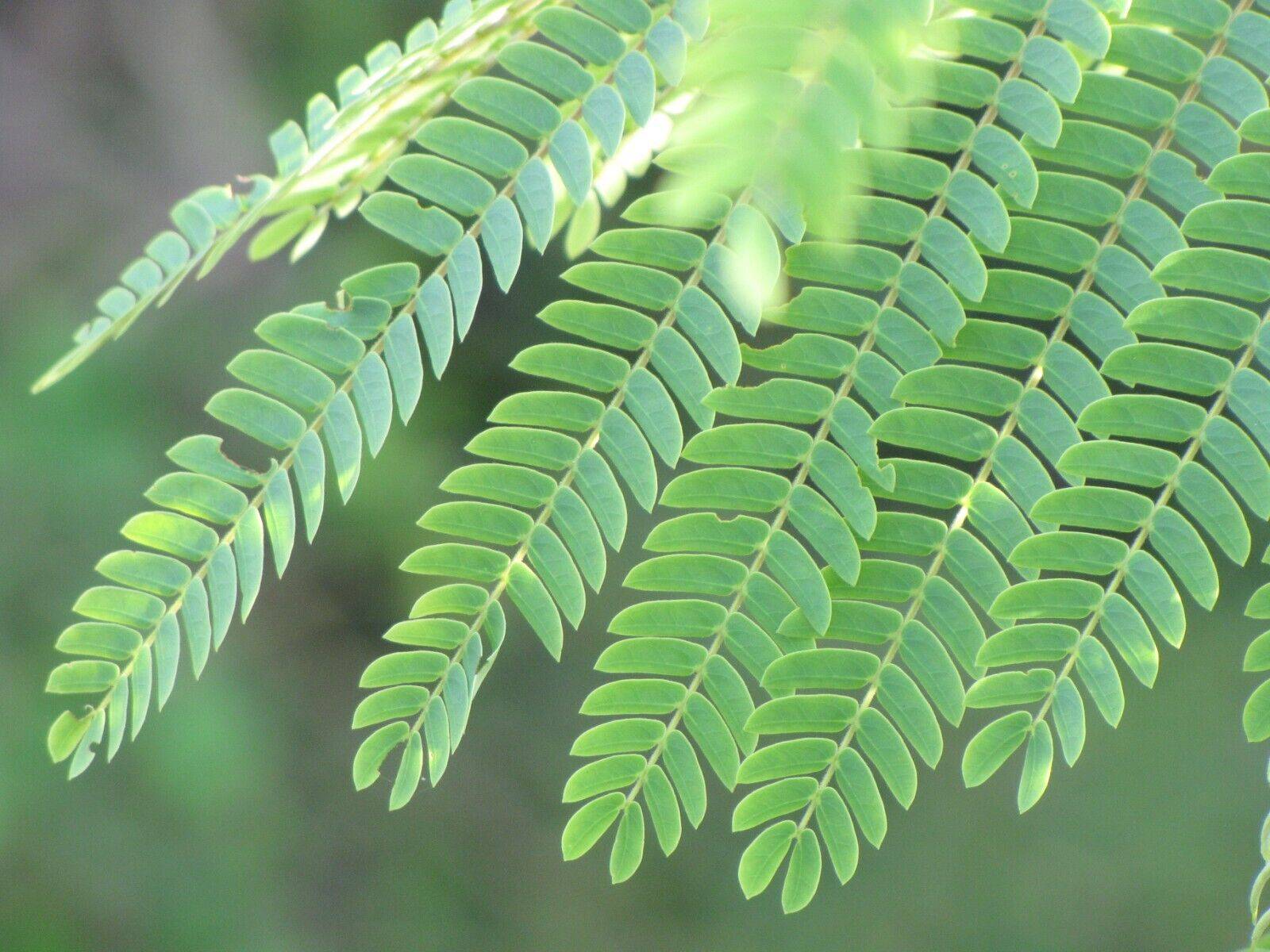 25 Albizia falcataria Seeds, Albizia moluccana , Rare Seeds, Timber Tree Seeds - Seedsforgarden (1999-2024 ) .We Ship Seeds & Live Plants Worldwide 