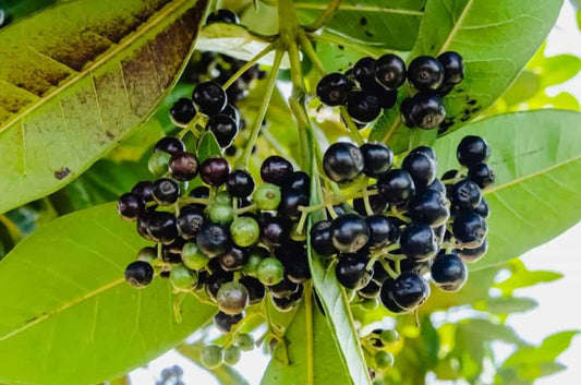 10 Pimenta Dioica Plants ,  Allspice Jamaican pepper Plants, With Phytosanitary certificate