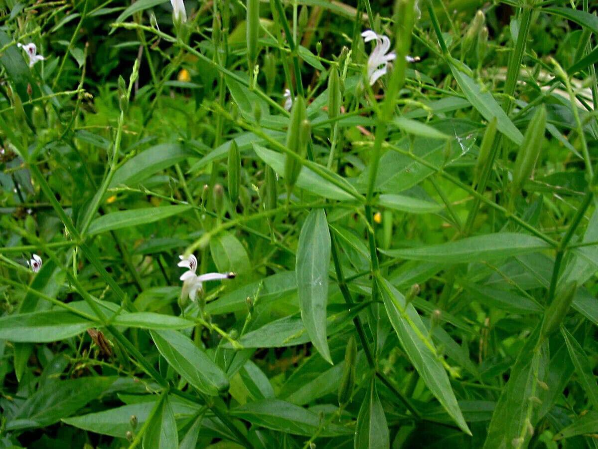 100 Andrographis paniculata Seeds ,King of Bitters, Chiretta Seeds, Kalmegh Seed - Seedsforgarden (1999-2024 ) .We Ship Seeds & Live Plants Worldwide 