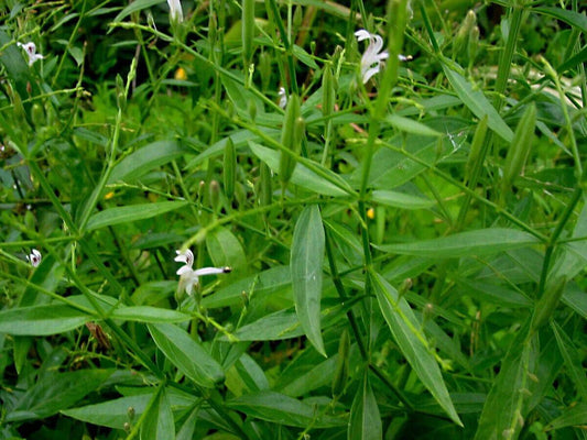 100 Andrographis paniculata Seeds ,King of Bitters, Chiretta Seeds, Kalmegh Seed - Seedsforgarden (1999-2024 ) .We Ship Seeds & Live Plants Worldwide 