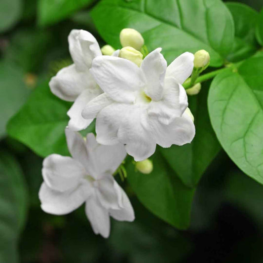 5 Jasminum sambac Plants , Arabian Jasmine Live Plants, With  Phytosanitary certificates & Shipping Worldwide - Seedsforgarden (1999-2024 ) .We Ship Seeds & Live Plants Worldwide 