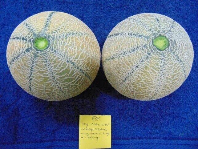 25 Muskmelon high yielding variety, Arka Siri Seeds , Exotic  Fruit Vine Seeds - Seedsforgarden (1999-2024 ) .We Ship Seeds & Live Plants Worldwide 