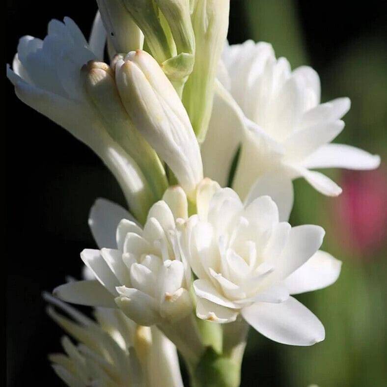 2 Polianthes tuberosa Bulbs , Double Flowering Tuberose Bulbs, Polyanthus lily Bulbs, - Seedsforgarden (1999-2024 ) .We Ship Seeds & Live Plants Worldwide 