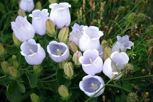 25 Campanula ramosissima Seed, Bellflower Plant Seeds, Little bell Flower Seeds, - Seedsforgarden (1999-2024 ) .We Ship Seeds & Live Plants Worldwide 