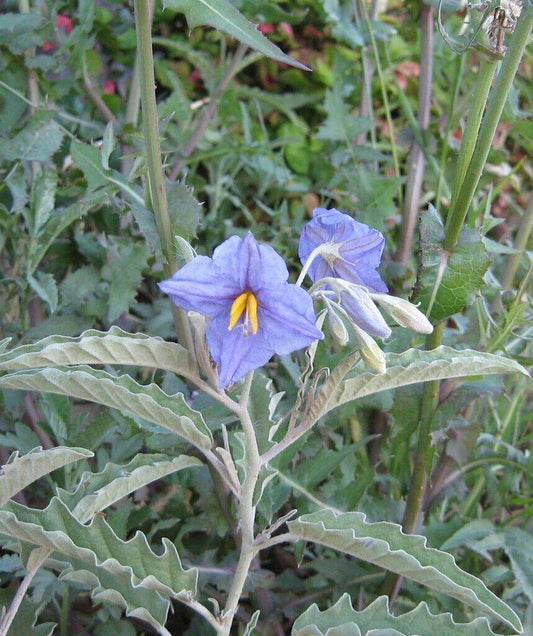 10 Solanum elaeagnifolium Seeds, Silverleaf Solanum Seeds - Seedsforgarden (1999-2024 ) .We Ship Seeds & Live Plants Worldwide 