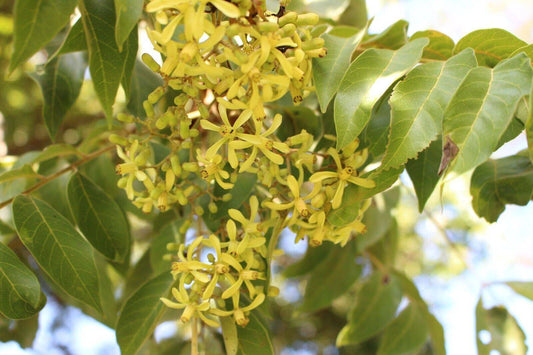 25 Chukrasia tabularis Seeds, Chittagong Wood, Indian Redwood Seeds - Seedsforgarden (1999-2024 ) .We Ship Seeds & Live Plants Worldwide 