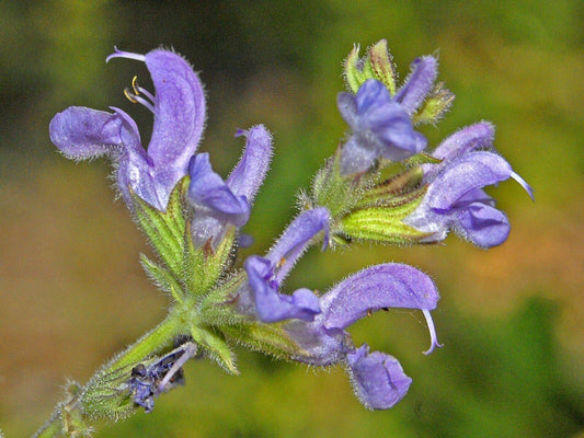 10 Salvia virgata Seeds  , Wand sage Seeds  , Southern meadow sage Seeds - Seedsforgarden (1999-2024 ) .We Ship Seeds & Live Plants Worldwide 