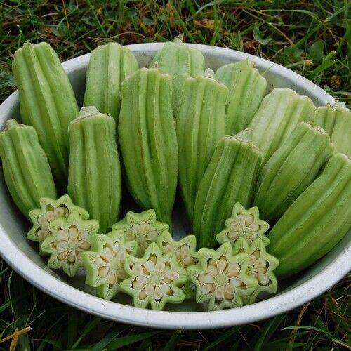 15 Star of David Okra Seed , Abelmoschus esculentus Seed, Exotic Vegetables Seed - Seedsforgarden (1999-2024 ) .We Ship Seeds & Live Plants Worldwide 