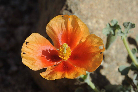 20 Glaucium arabicum Seeds, Exotic Seeds,  Wild Shrub Seeds - Seedsforgarden (1999-2024 ) .We Ship Seeds & Live Plants Worldwide 