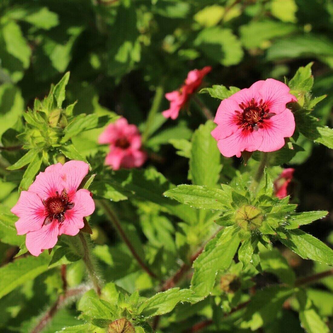 25 Potentilla nepalensis Seeds,  Nepal Cinquefoil, Crimson Cinquefoi Seeds - Seedsforgarden (1999-2024 ) .We Ship Seeds & Live Plants Worldwide 