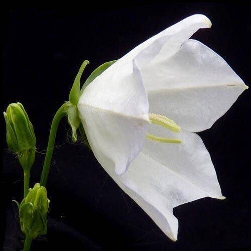 25 Adenophora persicifolia Seeds, Campanula persicifolia Seeds, White Lady bell - Seedsforgarden (1999-2024 ) .We Ship Seeds & Live Plants Worldwide 