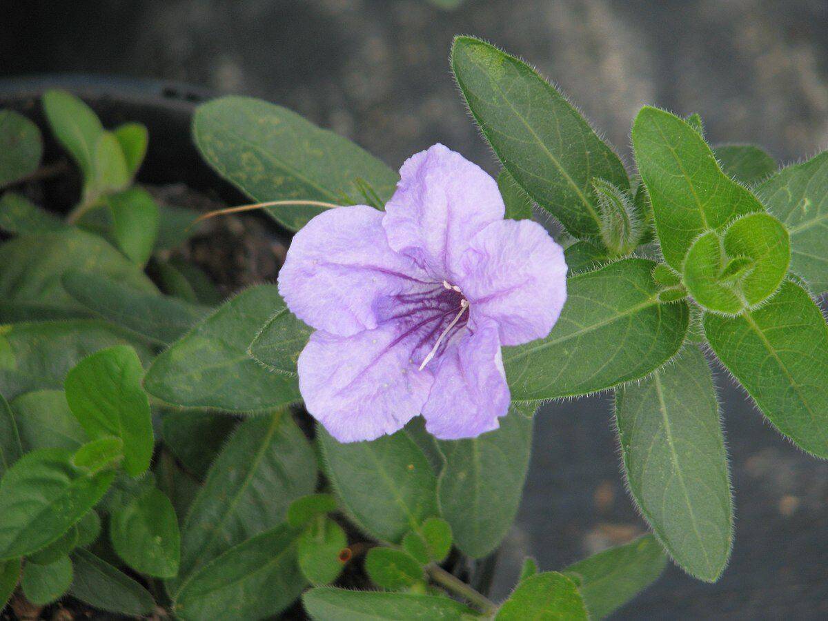 10 Ruellia humilis Seeds, Wild petunia Seeds - Seedsforgarden (1999-2024 ) .We Ship Seeds & Live Plants Worldwide 