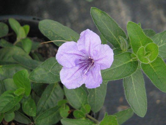 10 Ruellia humilis Seeds, Wild petunia Seeds - Seedsforgarden (1999-2024 ) .We Ship Seeds & Live Plants Worldwide 