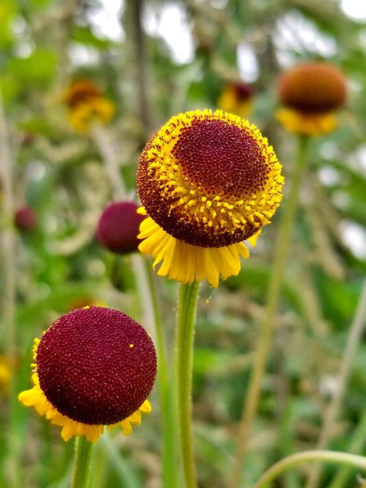 20 Helenium puberulum Seeds, Rosilla Seeds - Seedsforgarden (1999-2024 ) .We Ship Seeds & Live Plants Worldwide 