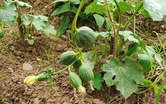 20 Cluster Sponge gourd Seeds, Non-Hybrid, Open Pollinated Seeds,  Exotic Seeds - Seedsforgarden (1999-2024 ) .We Ship Seeds & Live Plants Worldwide 