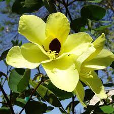 25 Bauhinia tomentosa Seeds, Yellow Orchid Tree Seeds , Yellow Bell Bauhinia Seeds, - Seedsforgarden (1999-2024 ) .We Ship Seeds & Live Plants Worldwide 
