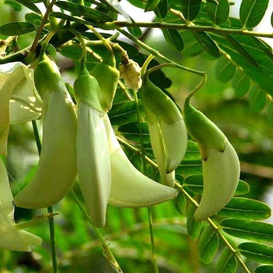 25 White Sesbania grandiflora Seeds ,White Wisteria Seeds ,Hummingbird Tree Seeds - Seedsforgarden (1999-2024 ) .We Ship Seeds & Live Plants Worldwide 